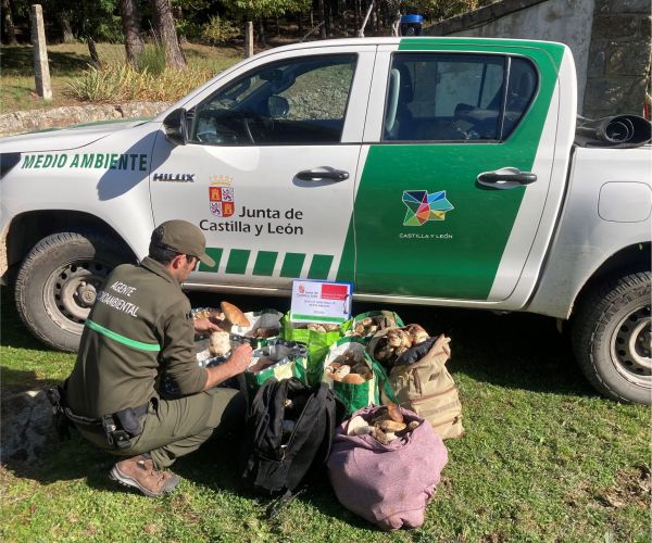 DECOMISADOS más de 90kg de boletus