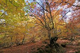 Hayedo Riofrio RIaza