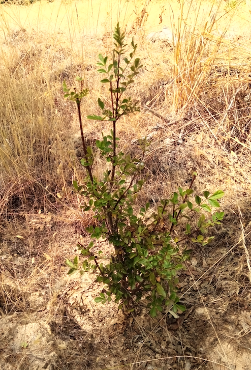 Captura de Pantalla 2025 09 11 a las 18.05.32