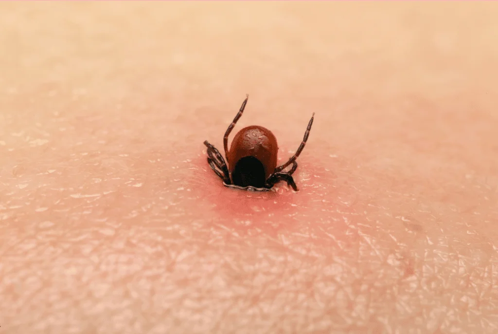 garrapatas