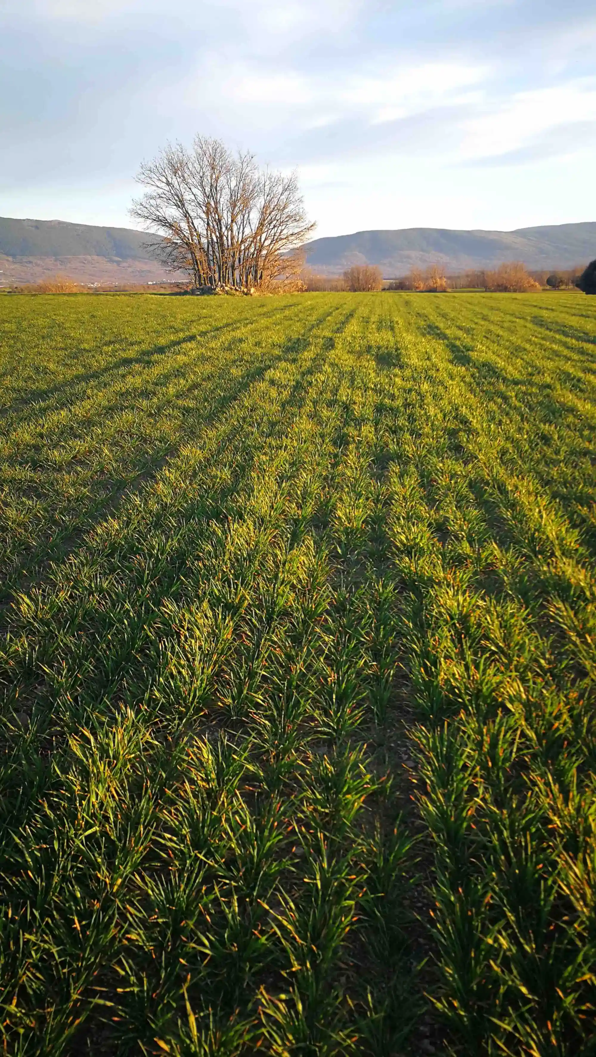 2campo en zona sur