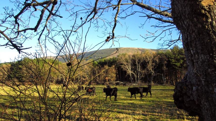 Unidos por la Cañada Real Soriana Occidental