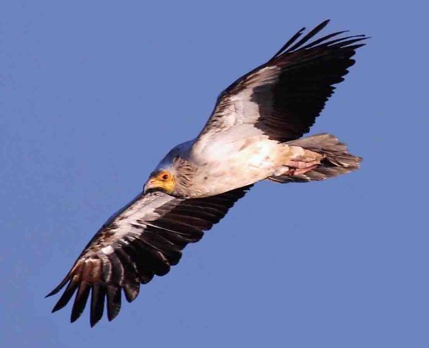 Fotos Juanjo Molina. Presidente del Fondo para el Refugio de las Hoces del Riaza.
