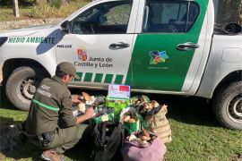 DECOMISADOS más de 90kg de boletus