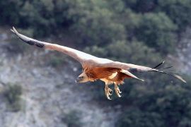 Fotos Juanjo Molina. Presidente del Fondo para el Refugio de las Hoces del Riaza.